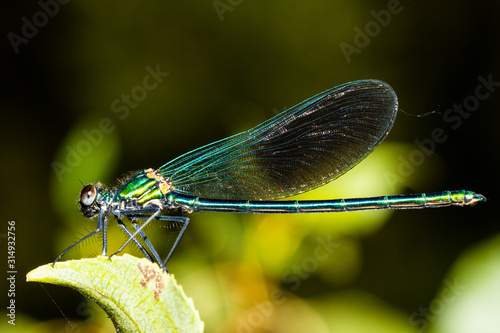 colorful odonato perched on a branch