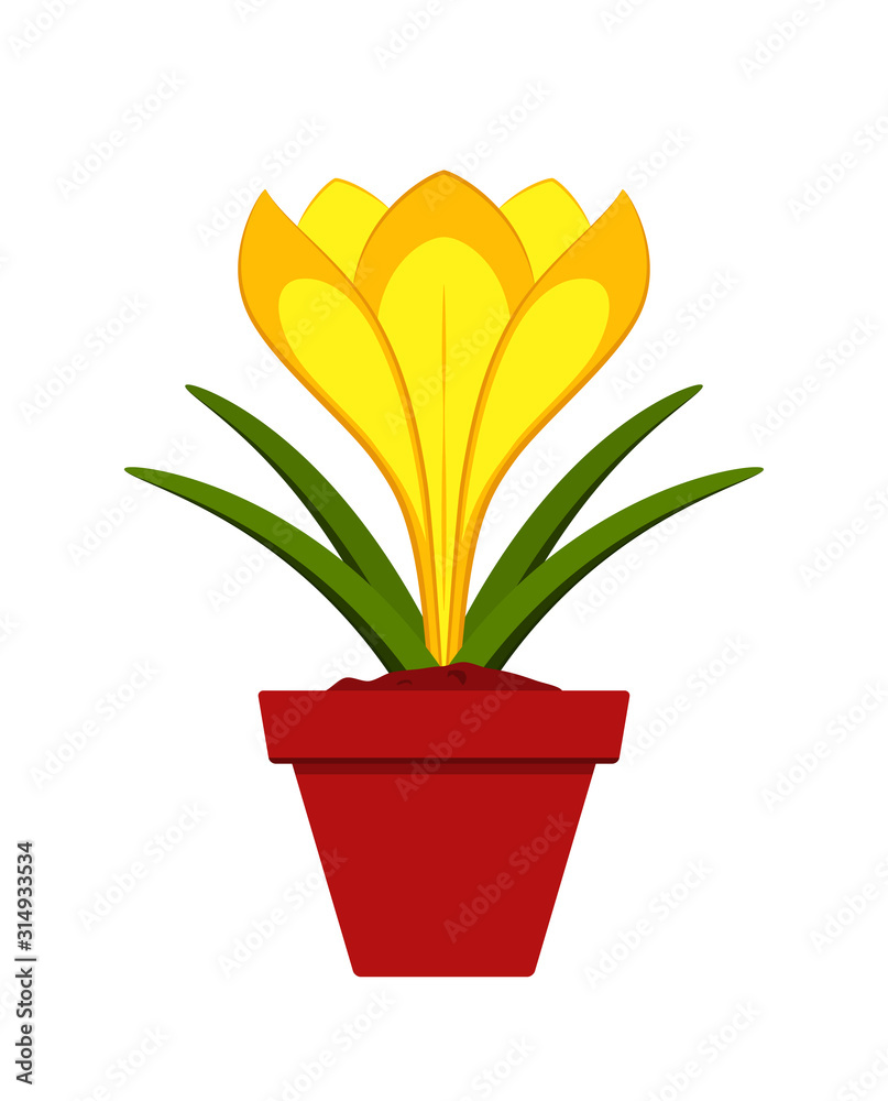 Obraz premium crocus in pot