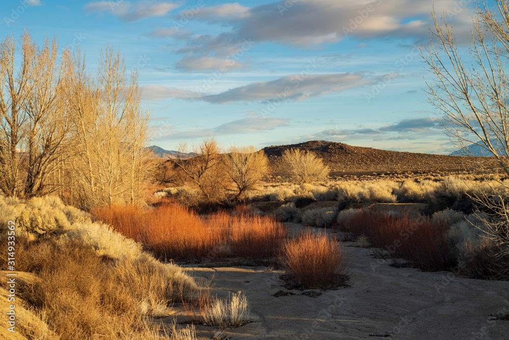autumn winter desert plants and trees with distant hills and mountains autumn winter desert plants and trees with distant hills and mountains