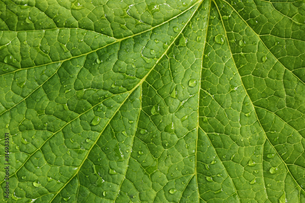 green leaf texture with water drops. green leaf texture with water drops.