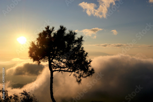 Dark shadow of pine tree with beautiful scenery of mountain  mist sea  beautiful golden light shines on sky and sunrise sun rises up from horizon at view point of Phu chi phoe in the early morning  Kh