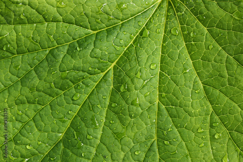 green leaf texture with water drops.