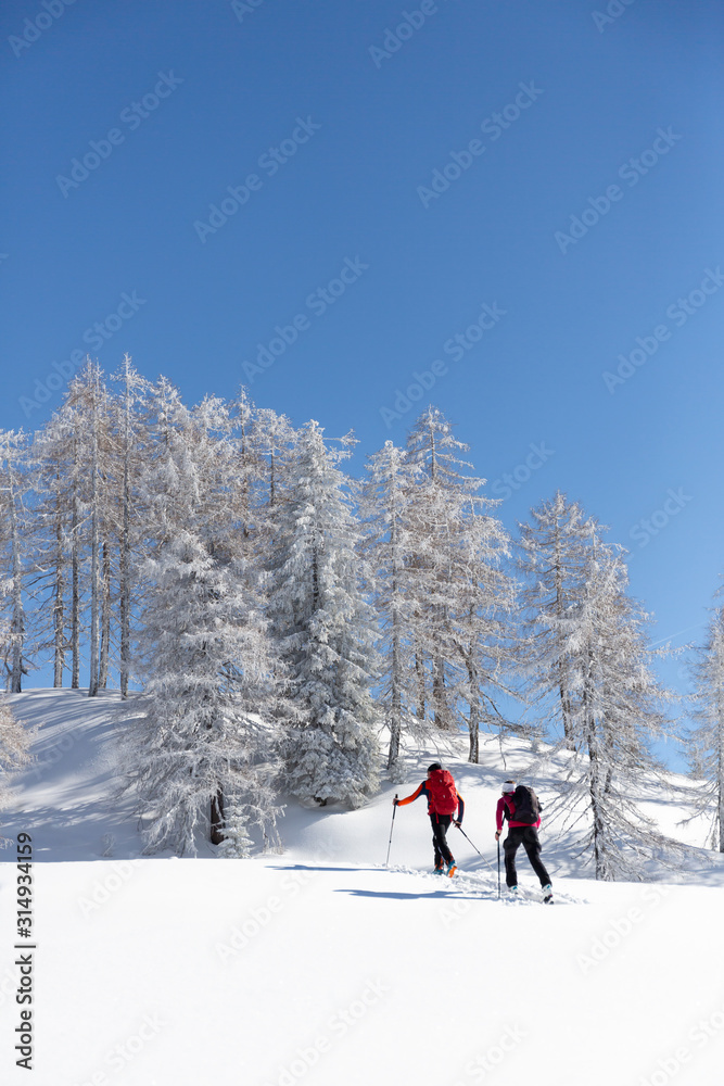 Ski mountaineers on touring skis among white trees. Winter sport concept