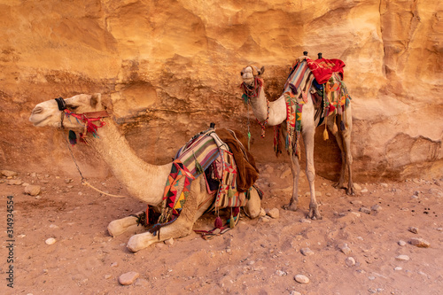 Two Camels Resting in Petra, Jordan © Jill Clardy