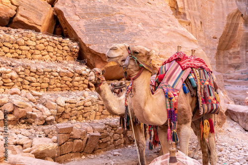 Camels Ready to Ride - Petra, Jordan