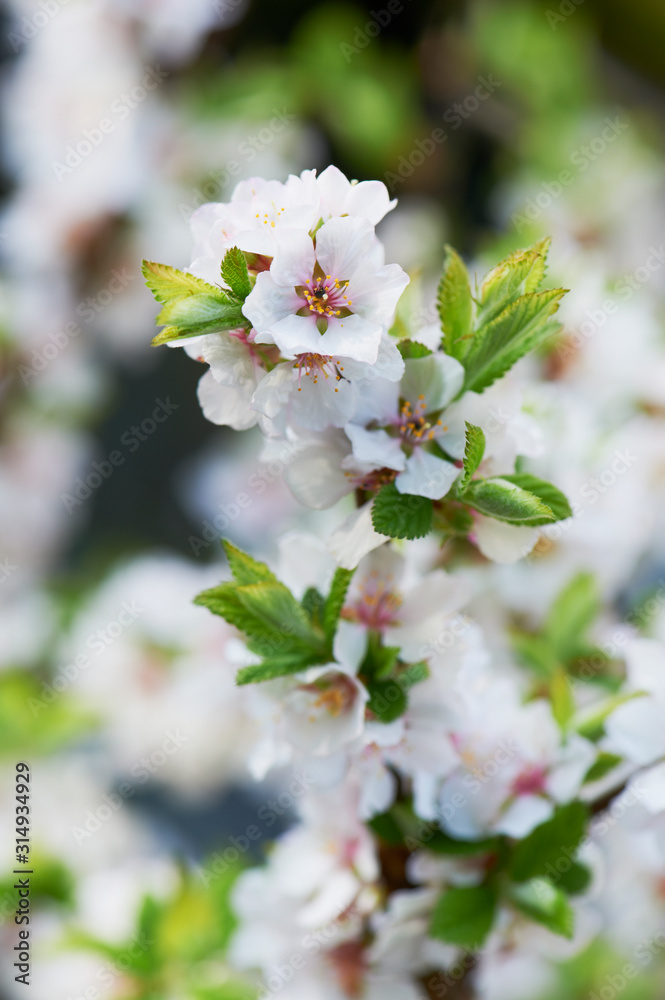 Fototapeta premium Summer Blossom 