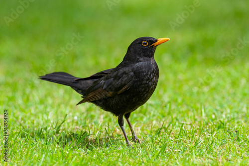 Male Blackbird on Grass Lawn 