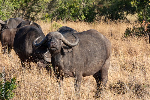 Inquisitive Cape Buffalo - Ol Pejeta Conservancy  Nanyuki  Kenya  Africa