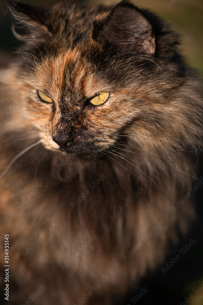Close up Portrait of a Long Haired Tortoiseshell Cat in the Afternoon Sun  Stock Photo | Adobe Stock