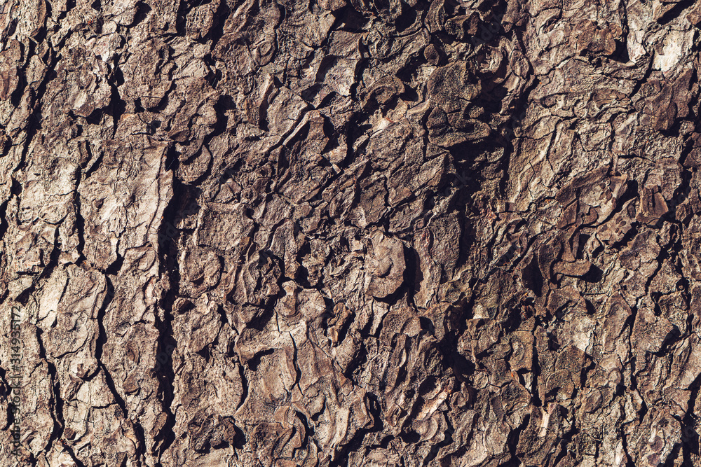 Tree bark rough texture as natural background Tree bark rough texture as natural background