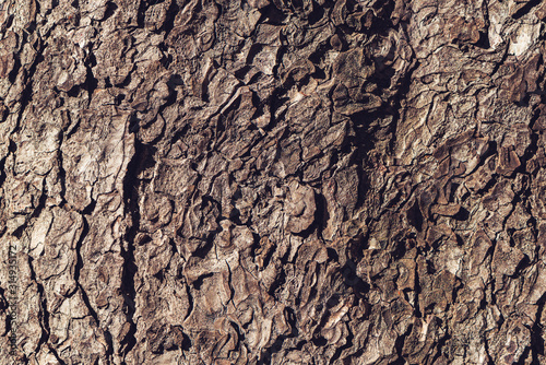 Tree bark rough texture as natural background