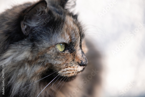 Close up of a Long Haired Tortoiseshell Cat looking Right