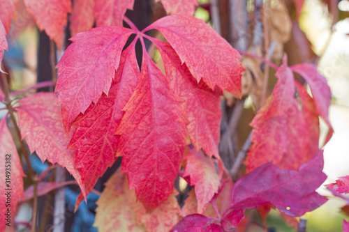 beautiful autumn red leaves of wild grape