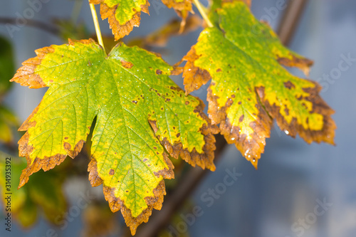 wild grape leaves on a sunny sunny day