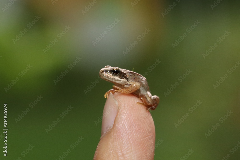 Small true frog on man finger. Selective focus Small true frog on man finger. Selective focus