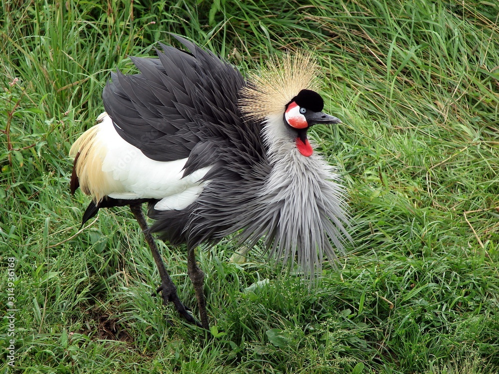 Fototapeta premium Crowned Crane
