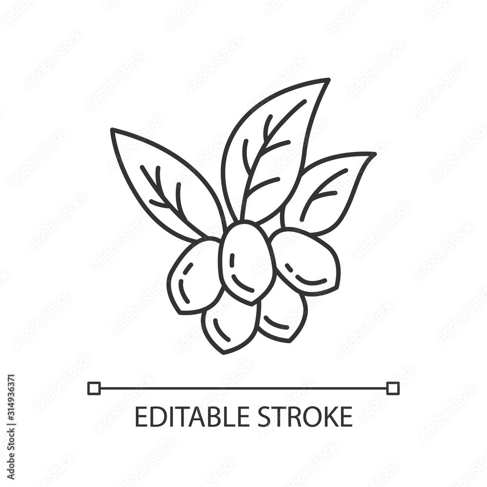 Jojoba pixel perfect linear icon. Fruits with leaves. Botany. Brazilian exotic plant. Miracle fruit. Thin line customizable illustration. Contour symbol. Vector isolated drawing. Editable stroke Jojoba pixel perfect linear icon. Fruits with leaves. Botany. Brazilian exotic plant. Miracle fruit. Thin line customizable illustration. Contour symbol. Vector isolated drawing. Editable stroke