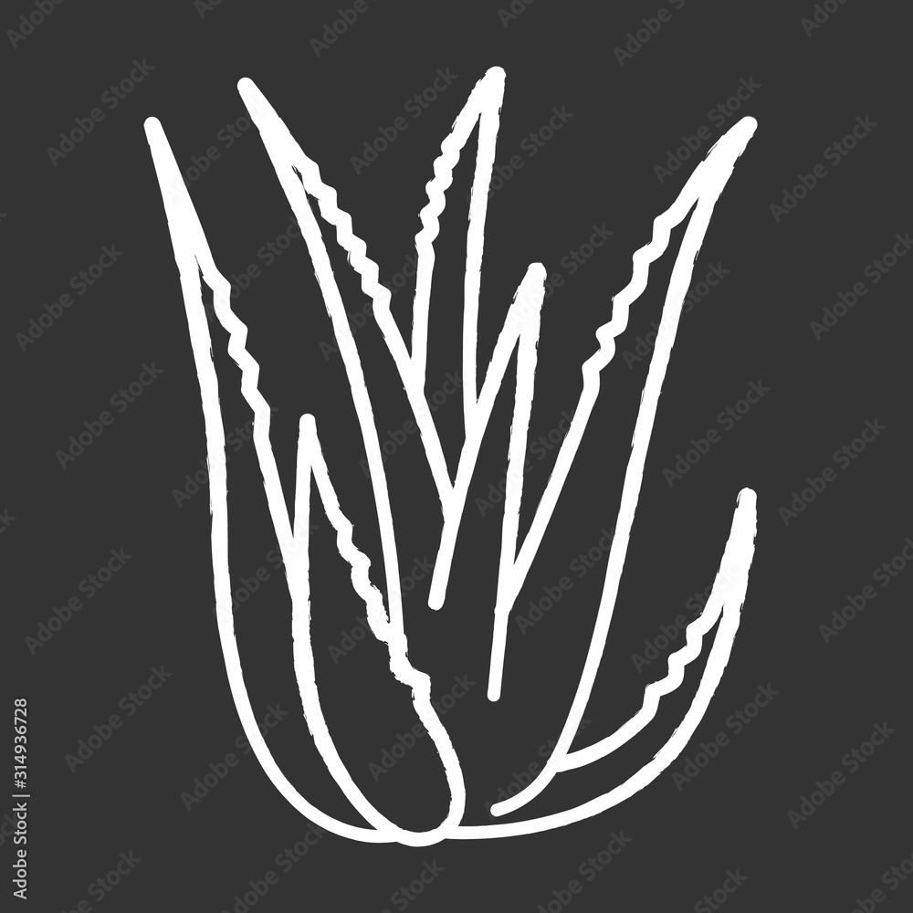 Aloe vera chalk white icon on black background. Succulent growing sprouts. Cactus leaves. Medicinal herb for skincare. Ingredient for organic cosmetic. Isolated vector chalkboard illustration Aloe vera chalk white icon on black background. Succulent growing sprouts. Cactus leaves. Medicinal herb for skincare. Ingredient for organic cosmetic. Isolated vector chalkboard illustration