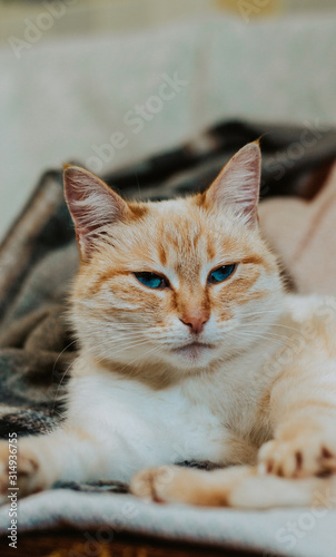 Fototapeta Naklejka Na Ścianę i Meble -  Portrait of a beautiful orange blue-eyed cat