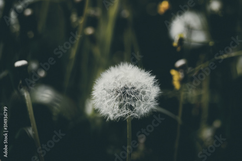 Dandelion close-up on a dark background
