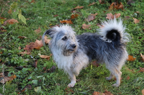 Dog stand alone on the three feet.