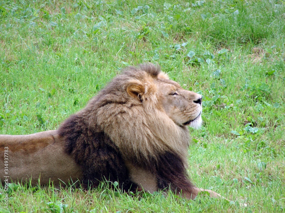 Naklejka premium Male Lion Basking