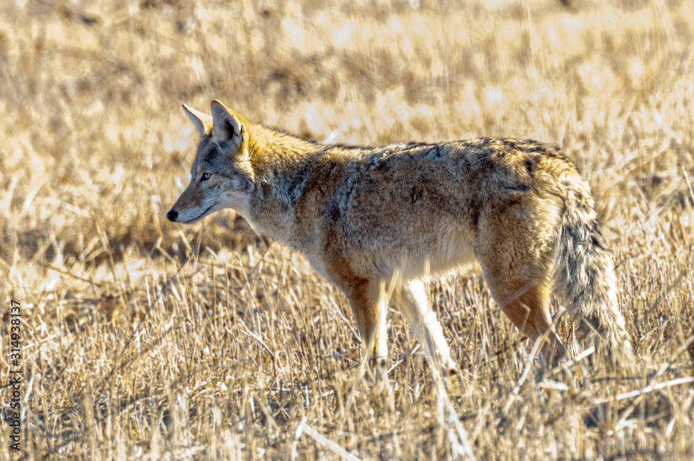 Coyote Bosque Del Apache Coyote Bosque Del Apache