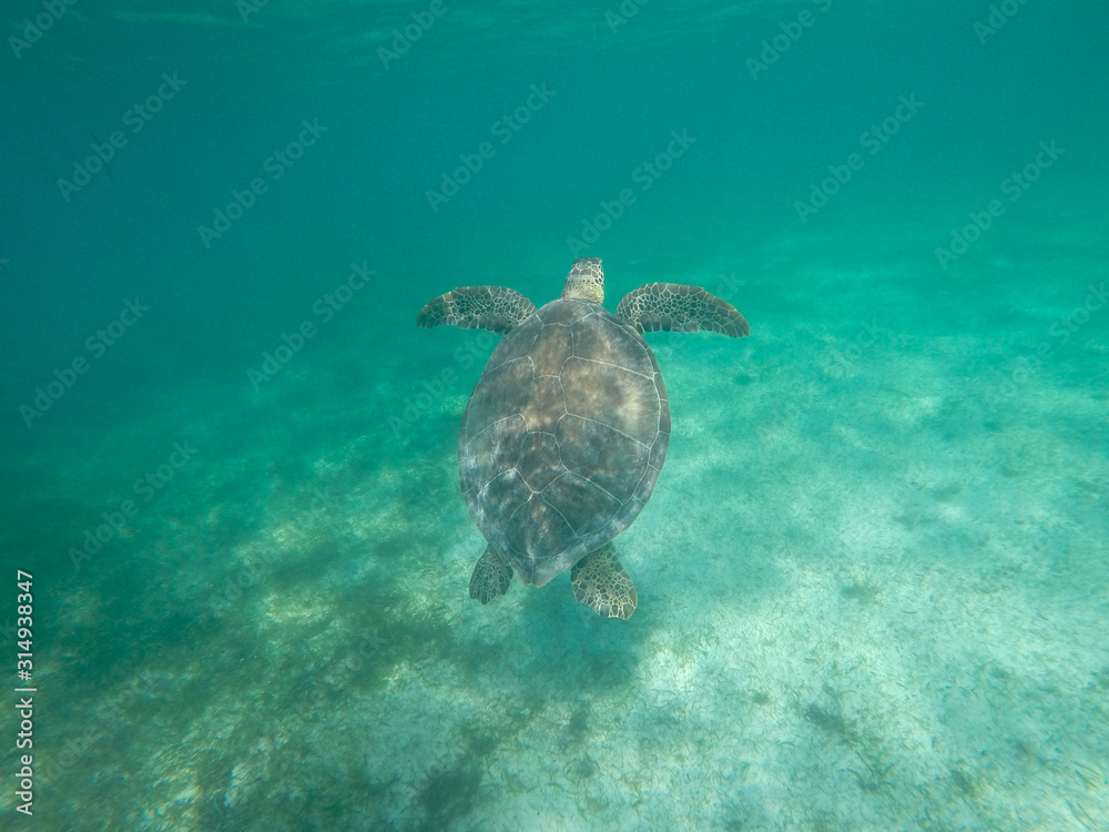 Obraz premium Caribbean turtle Mexico
