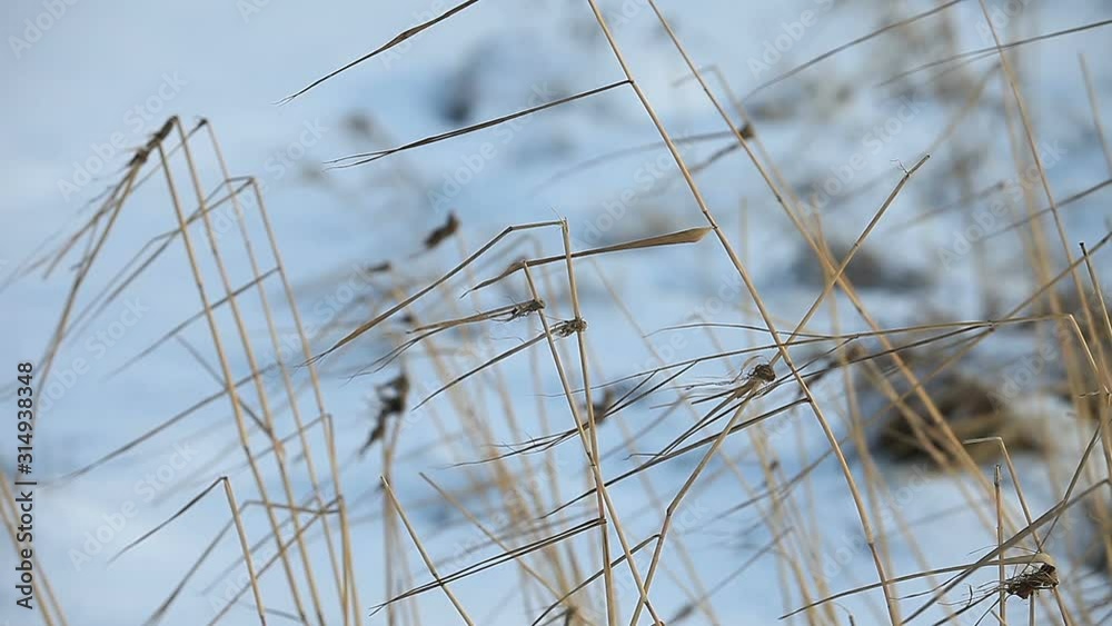 winter cold, dry stalks of grass sway on a white background, loop winter cold, dry stalks of grass sway on a white background, loop