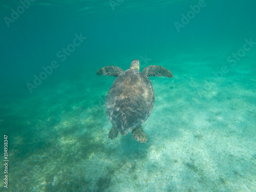 Caribbean turtle Mexico