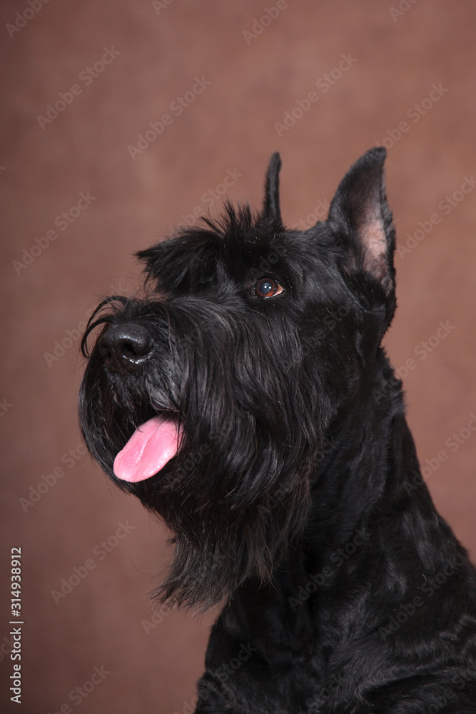 Giant Schnauzer dog portrait, looking up, on brown background