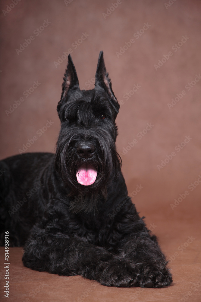 Giant Schnauzer dog lies on a brown background with his tongue hanging out