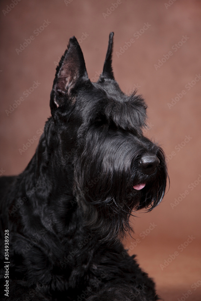 Giant Schnauzer dog portrait on brown background