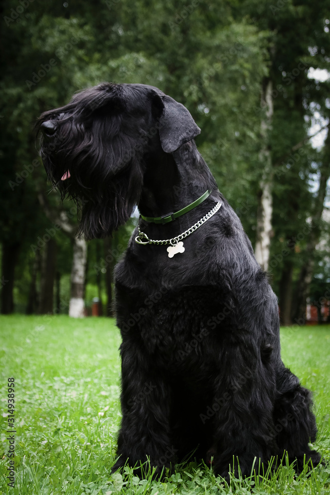 Giant Schnauzer dog is sitting in the park on the grass Giant Schnauzer dog is sitting in the park on the grass