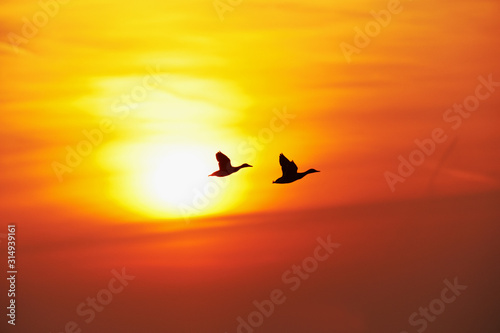 Brace of Mallards in Flight at Sunset  © Paul