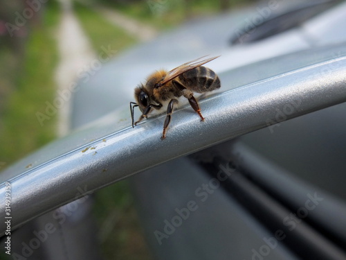 Honey bee collect the pollenon on the rear car mirror