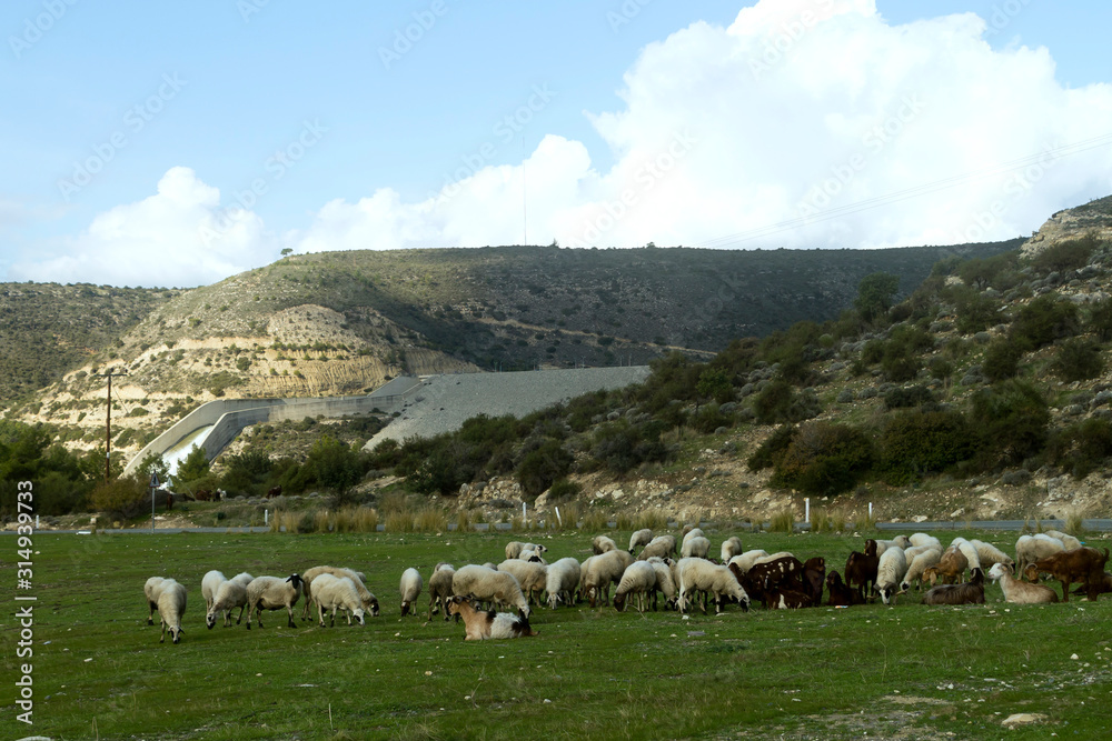 Flock of sheep and goats on mountain valley