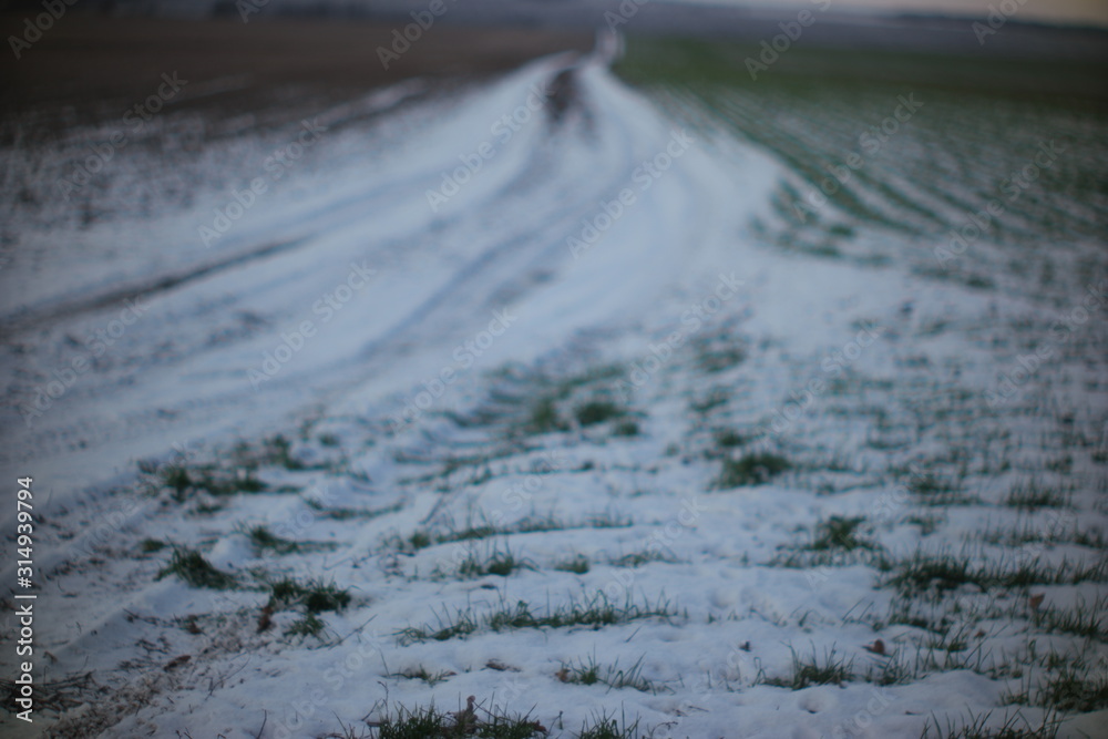 Obraz premium shoots of winter wheat under the snow and a country road stretching over the horizon