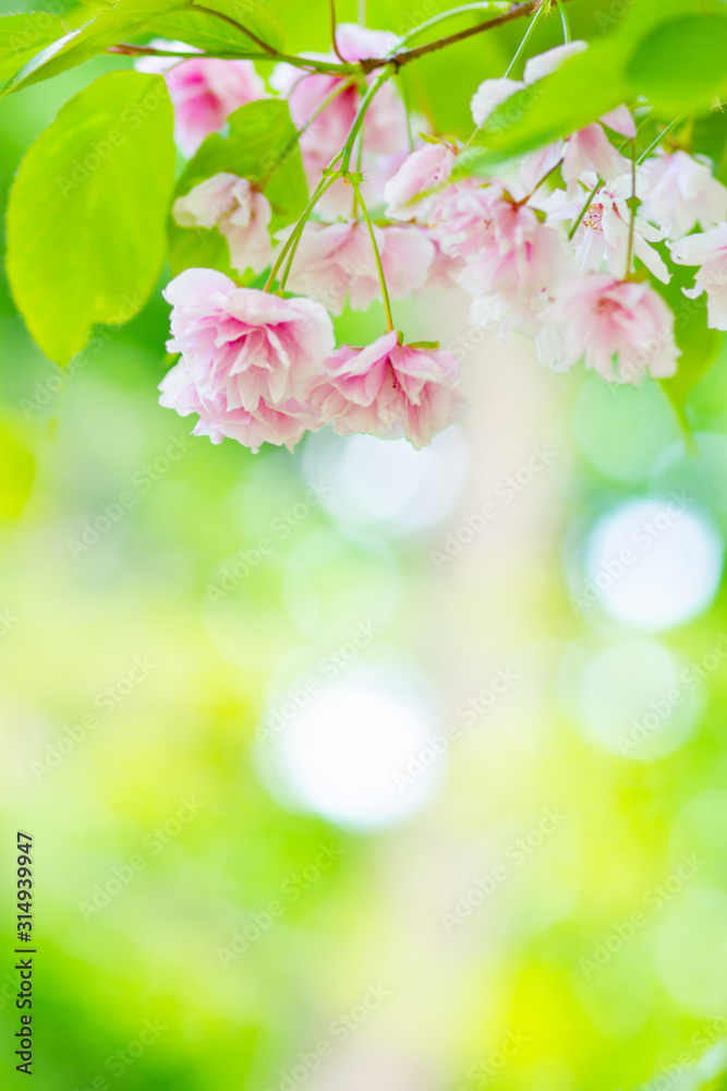 Beautiful pink cherry blossom (Sakura) flower. Soft focus cherry blossom or sakura flower on blurry background. Sakura and green leaves in the sun. Copy space Beautiful pink cherry blossom (Sakura) flower. Soft focus cherry blossom or sakura flower on blurry background. Sakura and green leaves in the sun. Copy space