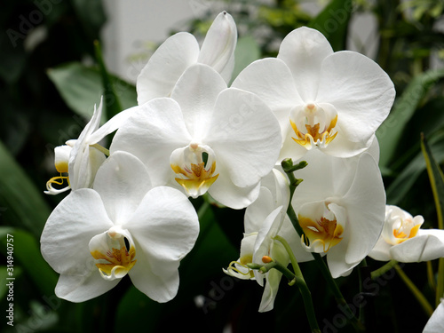 White orchid flower in garden. Close up. 