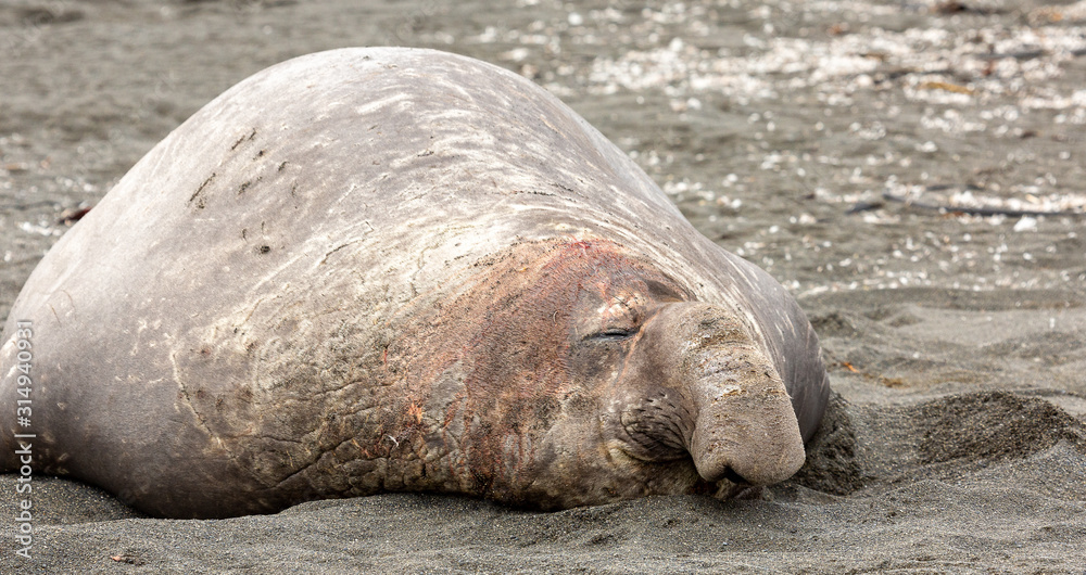 Fototapeta premium Close up of Southern Elephant Seal with bloody face 