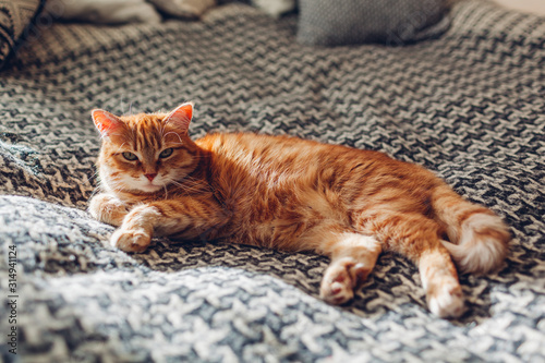 Fototapeta Naklejka Na Ścianę i Meble -  Ginger cat relaxing on couch in living room lying on blanket. Pet enjoying sun at home