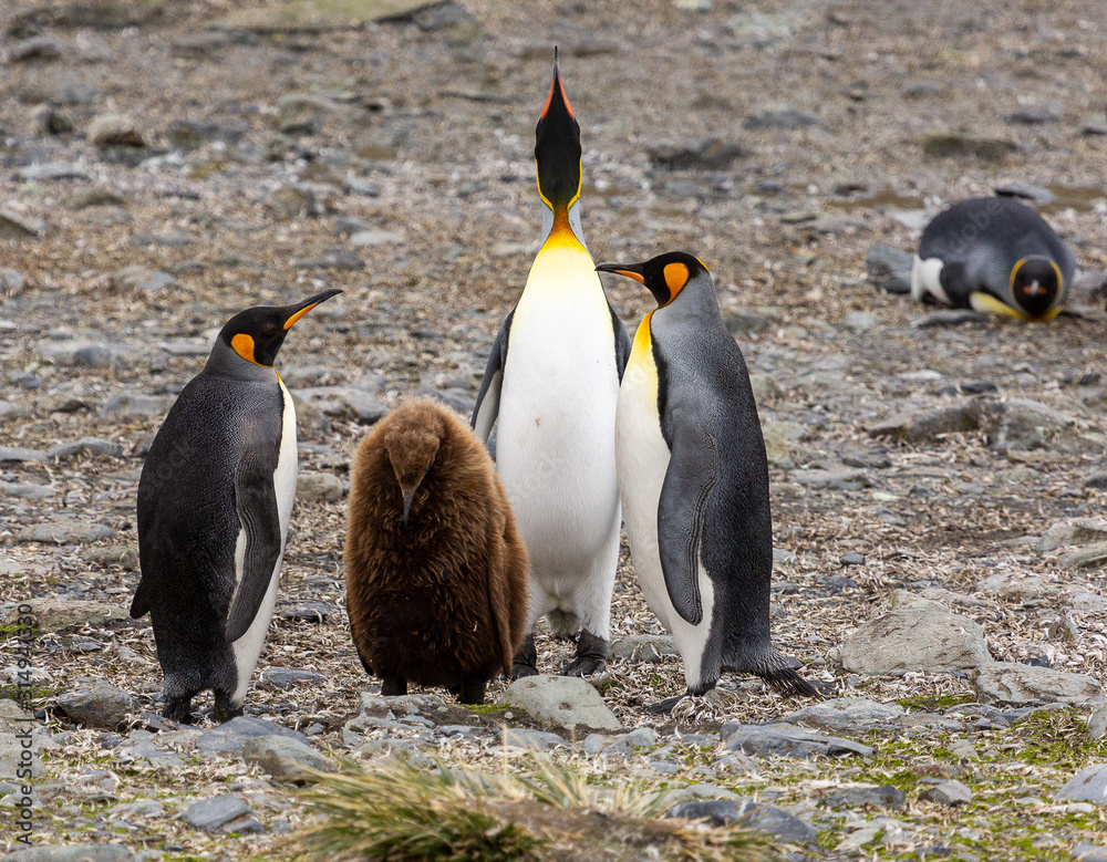 Fototapeta premium Group of King Penguins, South Georgia 