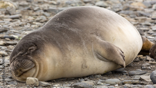 Resting Southern Elephant Seal pup  South Georgia