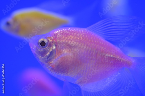 Flourescent fish swimming in fish tank