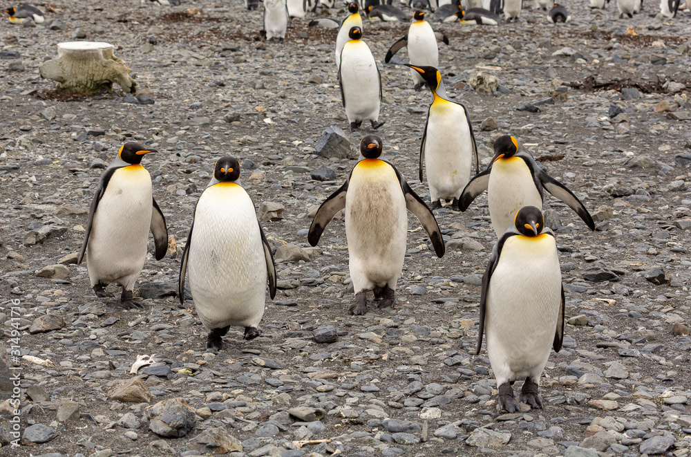 Obraz premium King Penguins in South Georgia