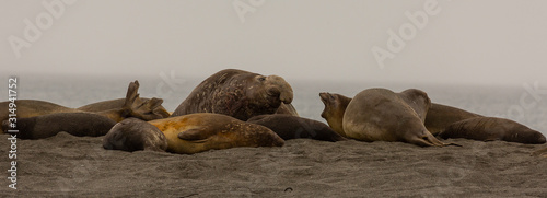 Male and female Southern Elephant Seals, South Georgia