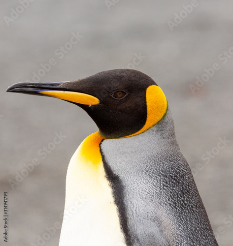 Close up of King Penguin on South Georgia