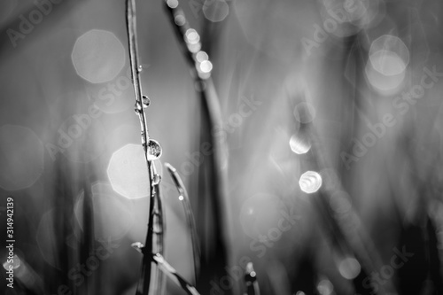 Artistic nature photo. Morning dew. Abstract water drops on grass. Black and white hight contrast image. Shallow depth of field
