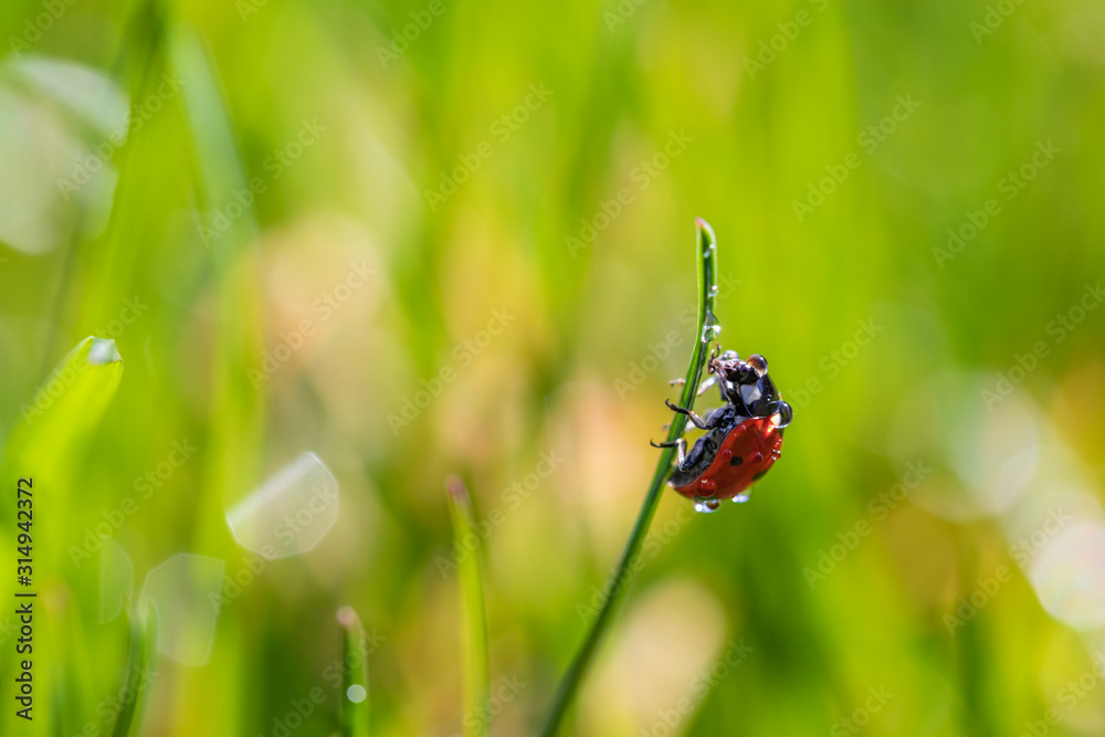 Nature background concept. Beautiful summer nature meadow with morning dew background. Flowering green meadow on spring sunset light. Bright summer spring nature. Inspirational nature closeup meadow. Nature background concept. Beautiful summer nature meadow with morning dew background. Flowering green meadow on spring sunset light. Bright summer spring nature. Inspirational nature closeup meadow.